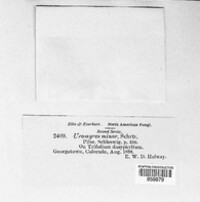 Uromyces minor image